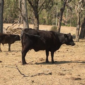 VSP VERTICAL BANNER 1